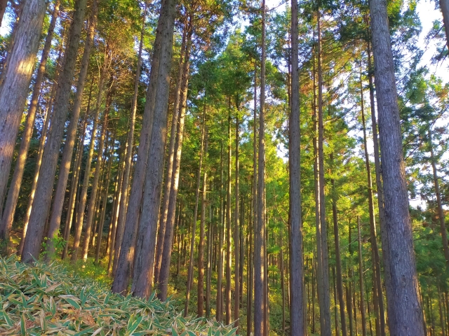 植林